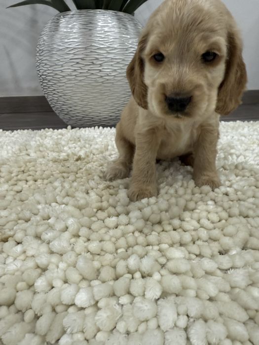 Cocker spaniel Ingles