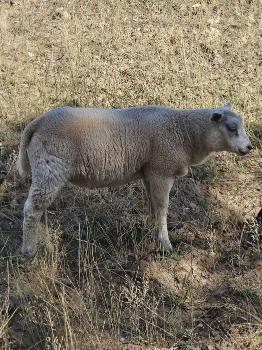 Para venda borrego Texel