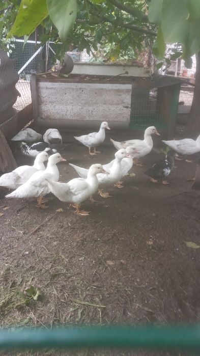 Обмен качек на курочек.