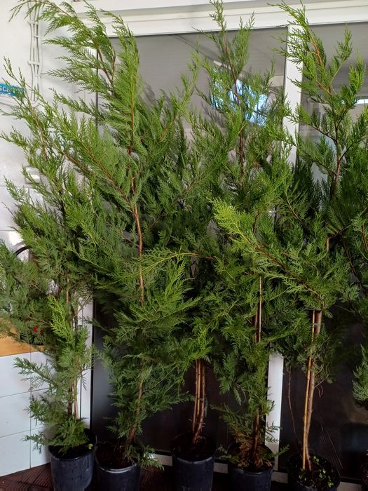 Ciprestes leylandes de crescimento  rápido