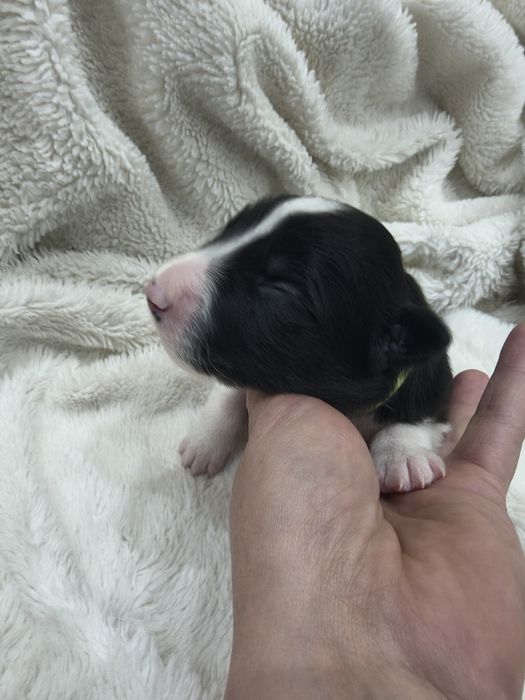 Border Collie szczeniaki