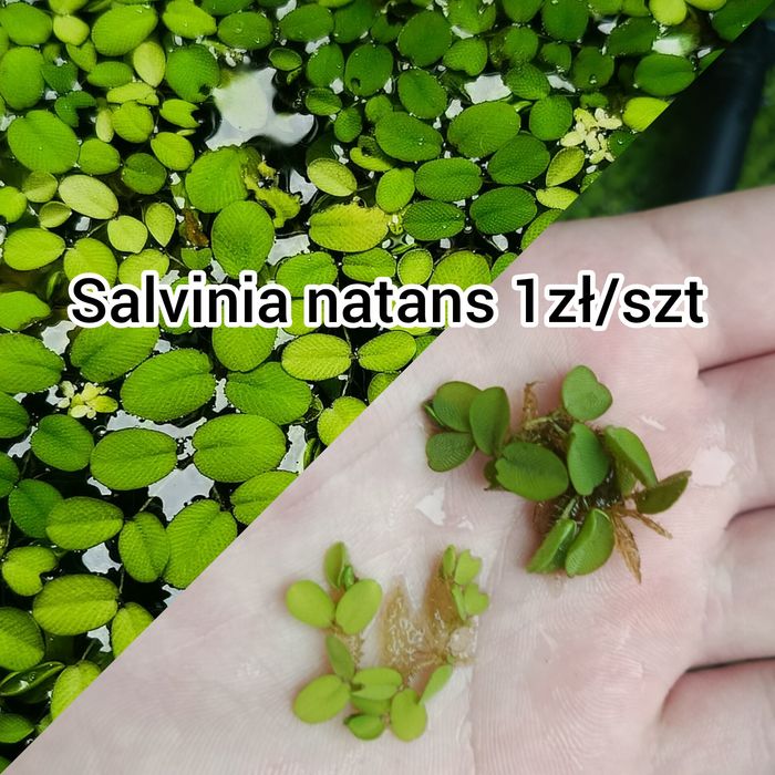 Rośliny do akwarium