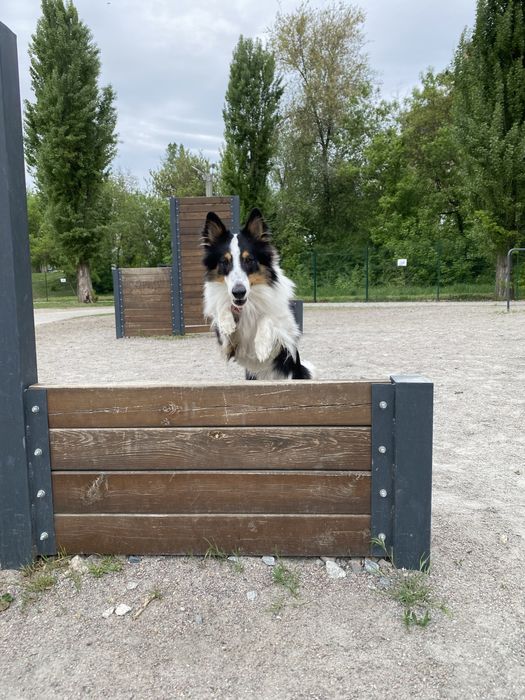 Вигул, зооняня, догсітер, pet sitter, догляд за собаками, вигул собак