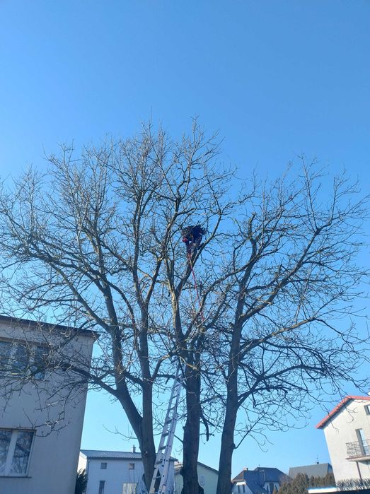 Wycinka Drzew z Wywozem Gałęzi