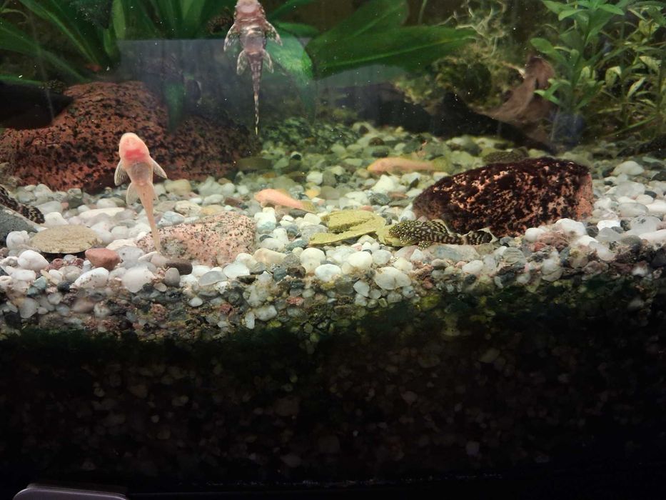 Sprzedam Ryby Glonojady