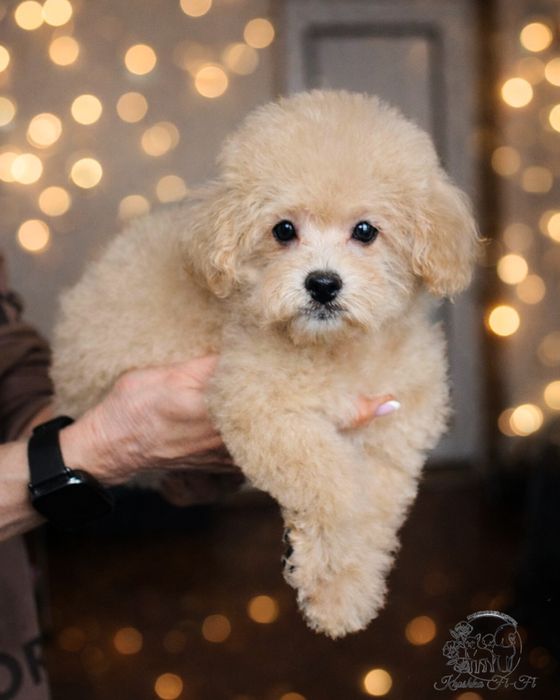 Щенята  мальтіпу