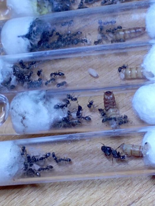 Lasius Chthonolasius 1Q+10-15w