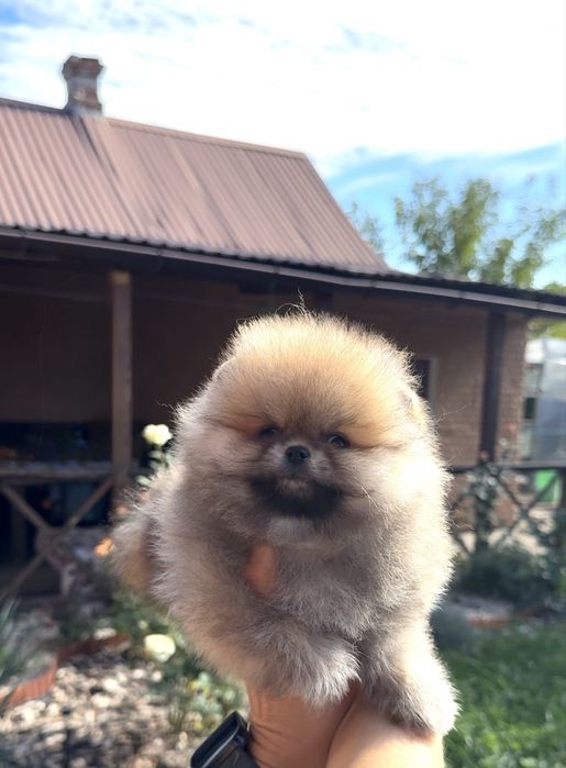 Міні хлопчик Померанського шпіца Teddy!