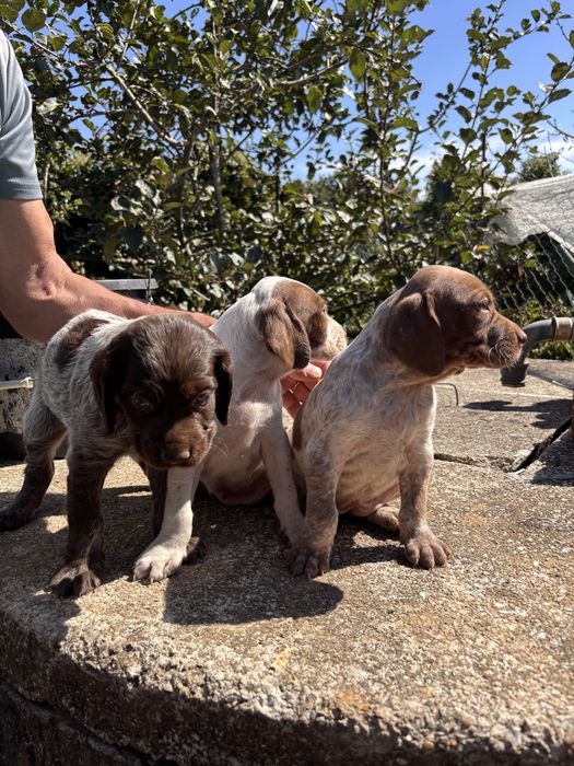 Cadela bebé para adocão (braco alemão/pointer)