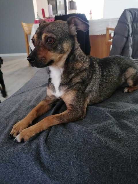 Żabek poleca się do adopcji