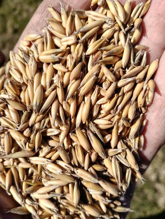 Sprzedam owies jary RAMBO