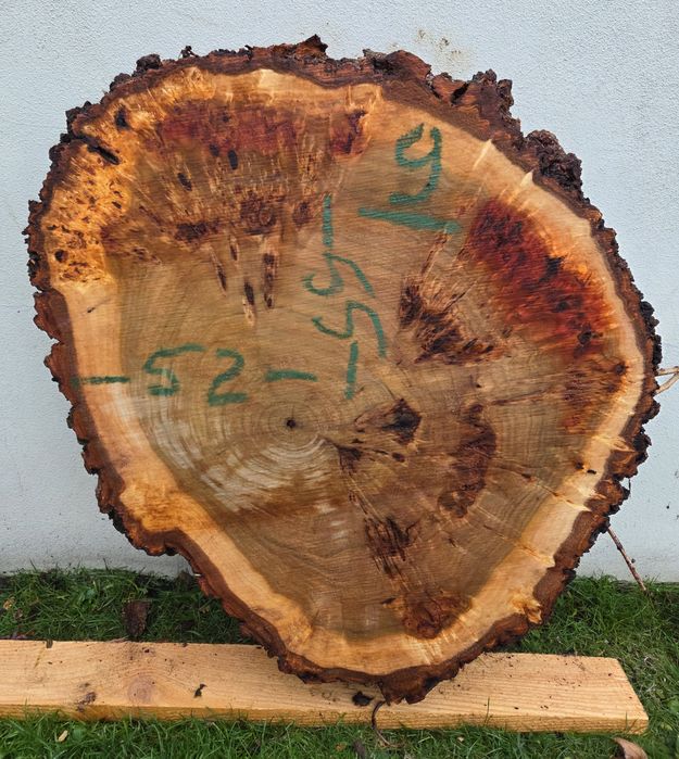 Plaster topoli z czeczotą