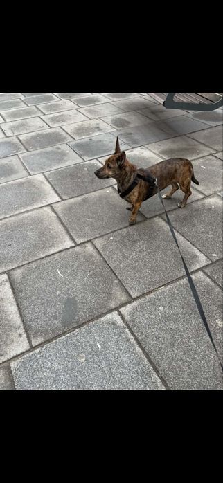 Suczka 4 lata Luna