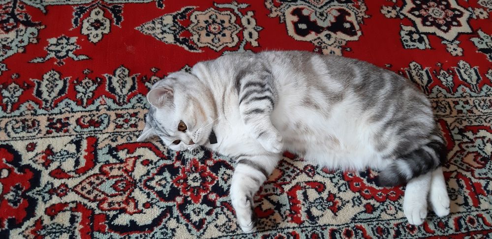 Шотландский котик вязка