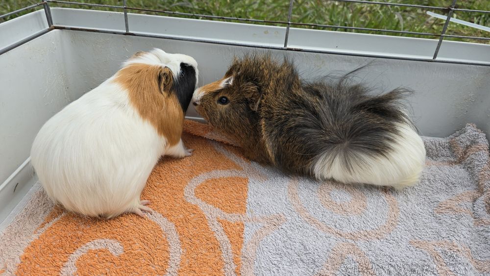 Oddam świnki morskie