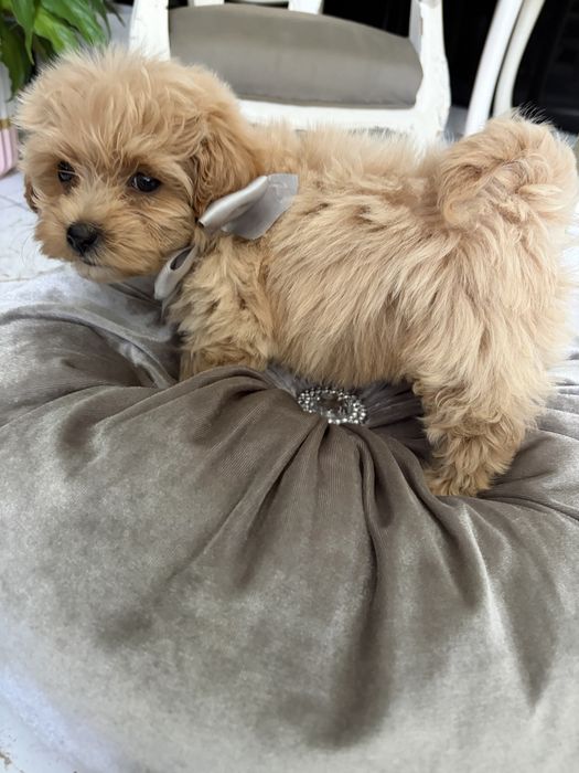 Piesek maltipoo xs