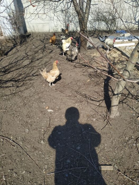 Домшнi кури та качки
