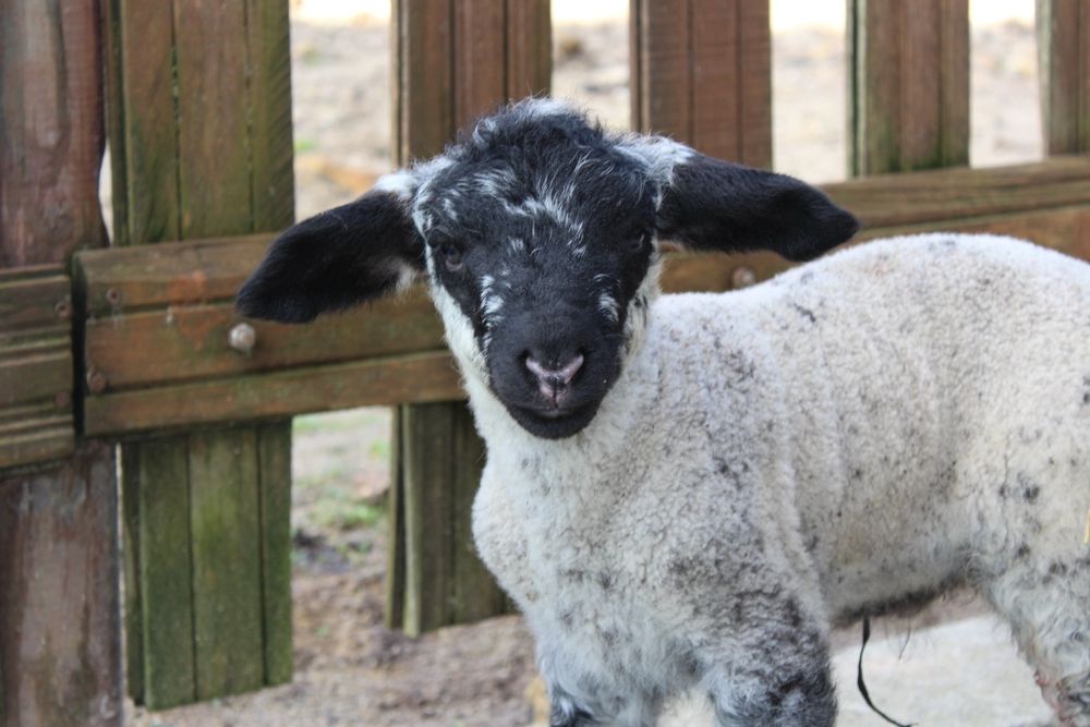 Ovelha sulfok com 3 crias