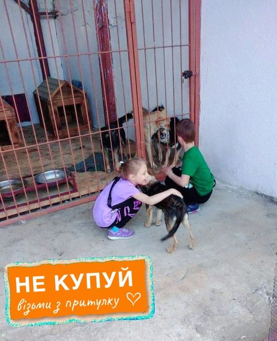 Молоді собаки з притулку шукають господарів
