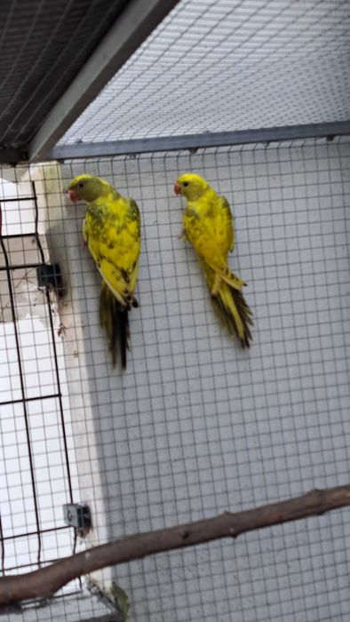 Ring necks varias mutações declaração cedência