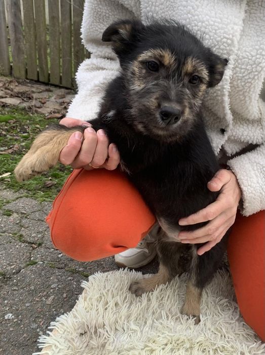 Цуценята в добрі ручки!