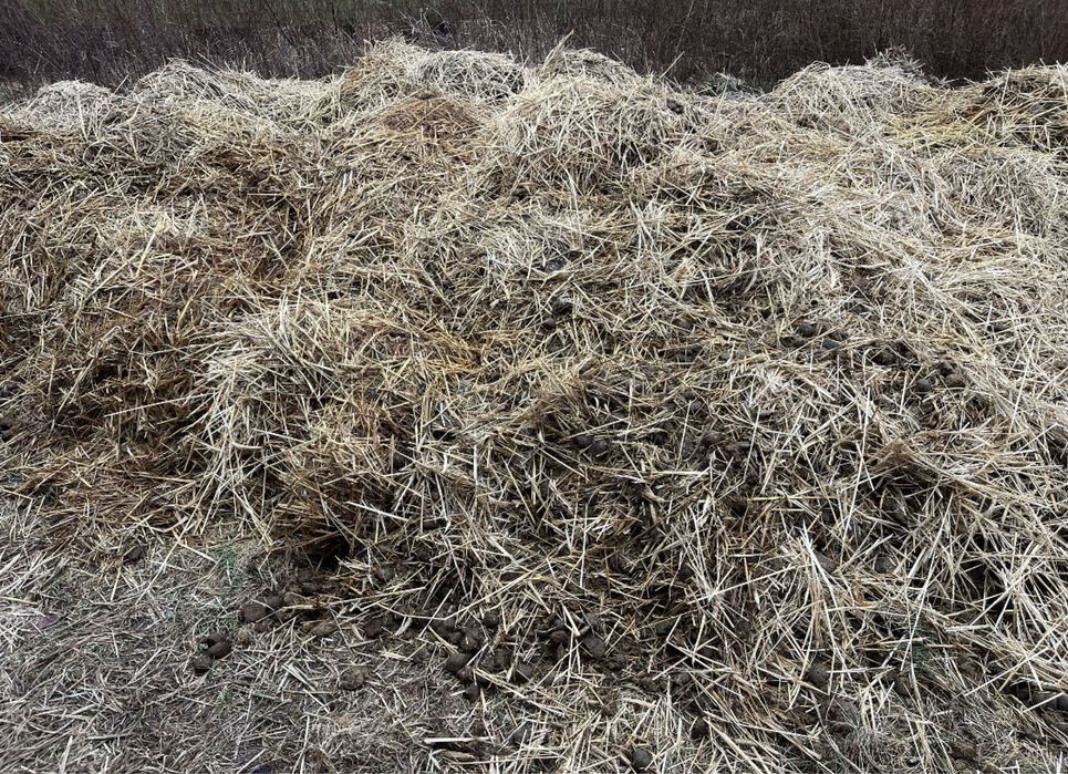 obronik koński z boksu