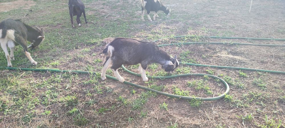 Cabrito anão 4 meses