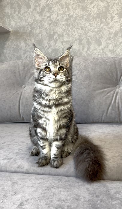 Дівчинка чорний мармур на сріблі