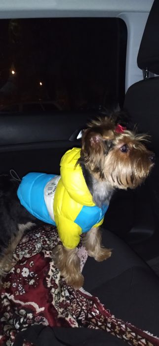 Куртка для собаки жилетка для мініатюрних порід