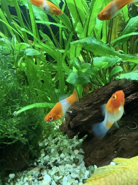 Rybki mieczyki koi