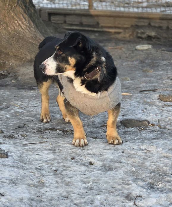 Cwaniak szuka domu schronisko Zgierz-aktualne