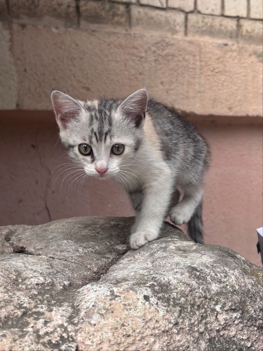 Кошенята в добрі руки
