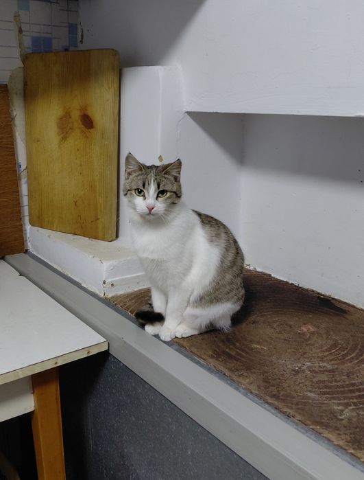 Котики в добрі руки