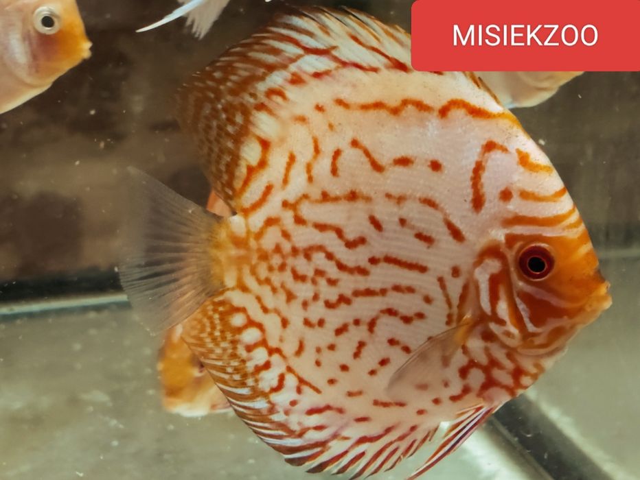 MISIEKZOO Dyskowce - Paletka Red Map / Chekebord / Rozmiar 9-10 cm