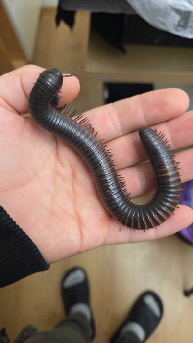 Millipede Afruka 15 cm