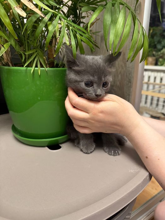 Кошеня, киця, кішка, дівчинка, 2 місяці