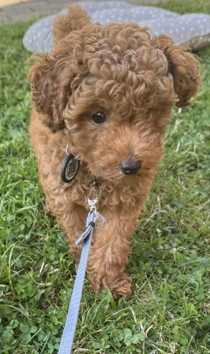 Leśny Hotel dla psów w Jaworzu opieka nad psem na najwyższym poziomie