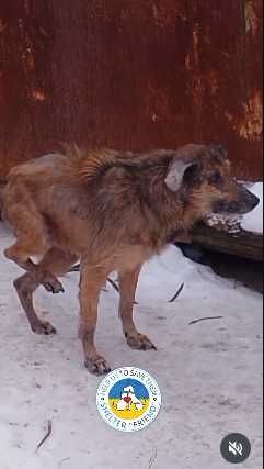 Спасите собачку Алису.