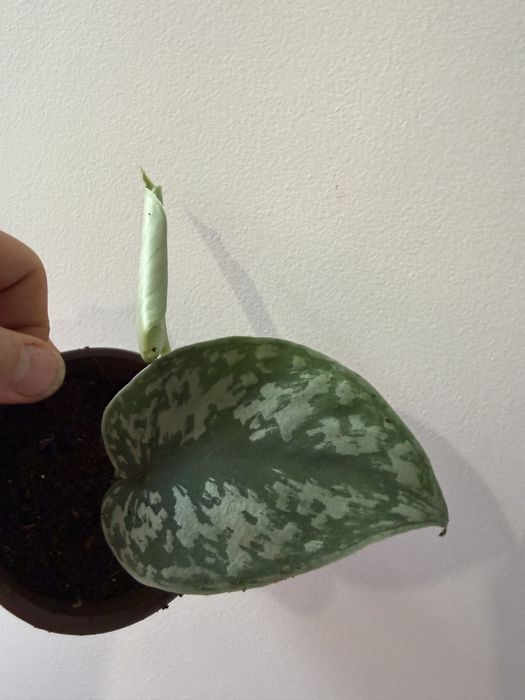Scindapsus silver ann