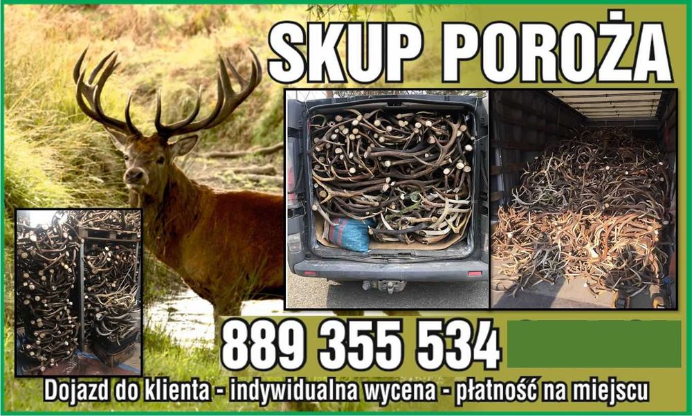 Skup parostków koziołków rogów poroża rogi poroże jelenia daniela