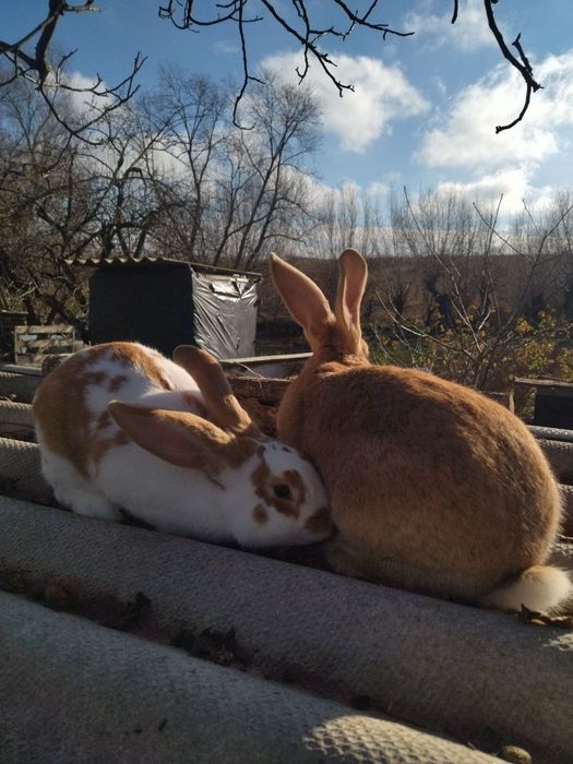 Продаються Кролики