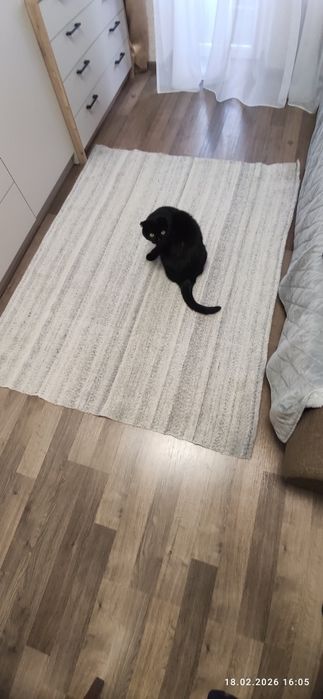 Килим, доріжка, ліжник 100% вовна 165*135