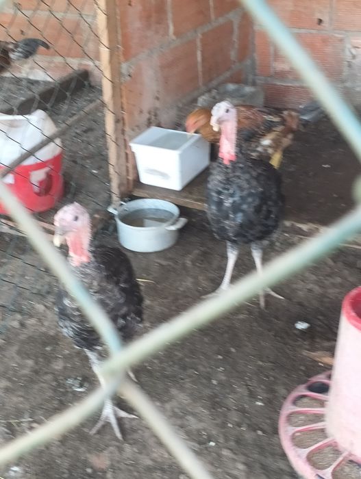 Vendo 3 perus com cerca de 5/6 meses