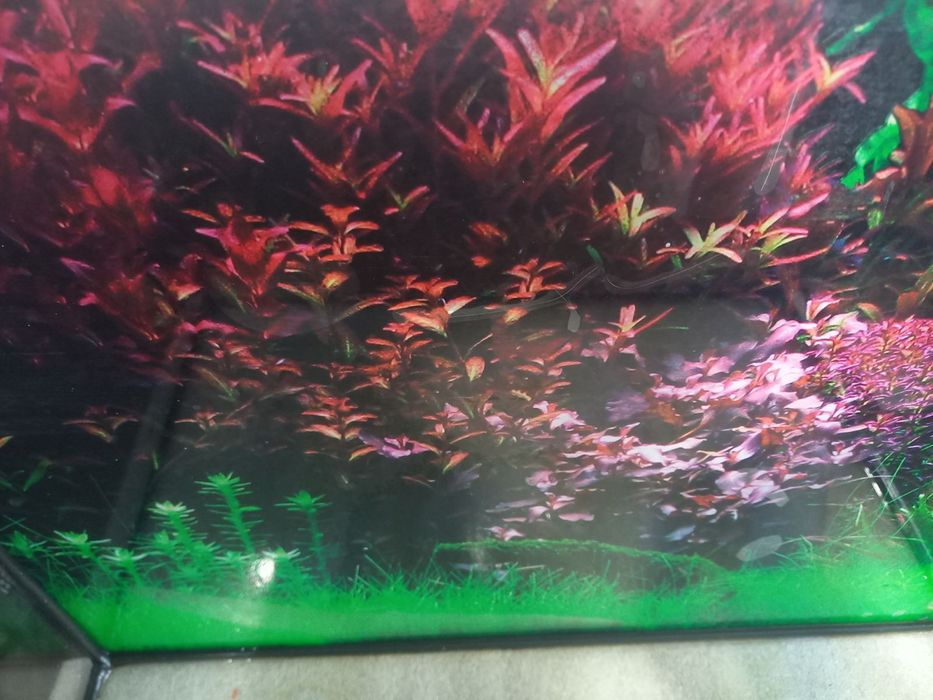 Акварюм новий стан 57