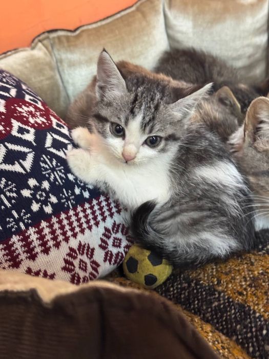 Котенок в поисках дома