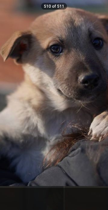 хлопчик безкоштовно