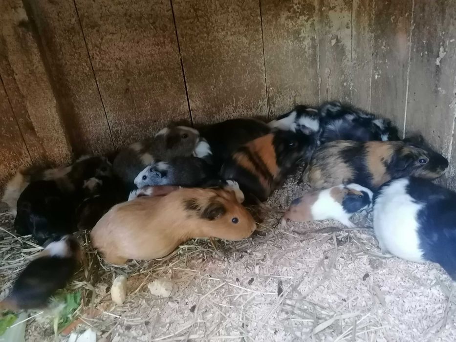 Sprzedam świnki morskie