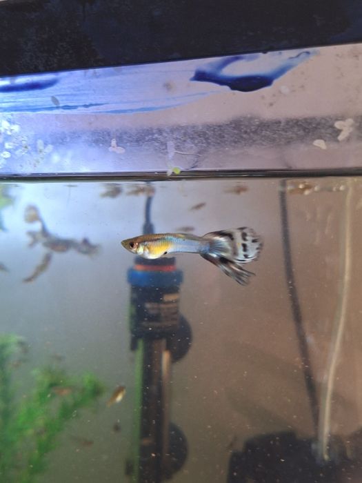 Guppies Machos e Fêmeas