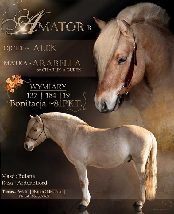 Stanówka ogierem Ardenofiordem