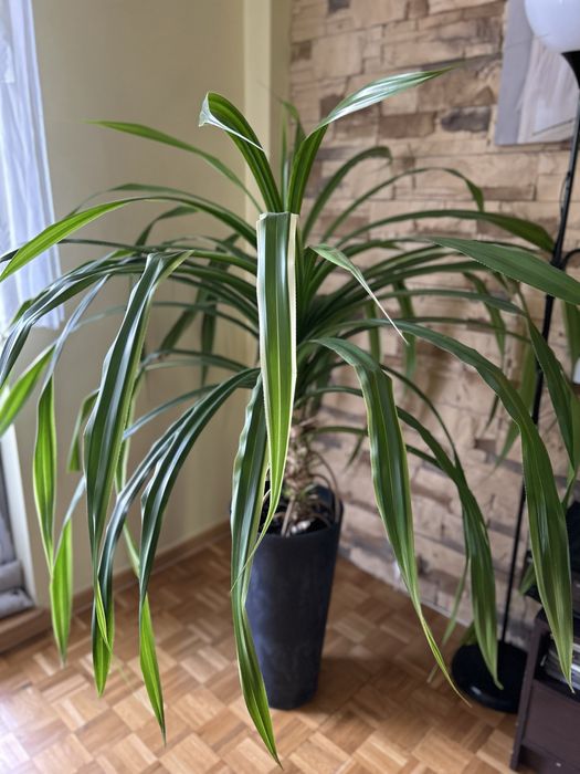 Roślina kwiat Pandan średnica 1,5 metra doniczka